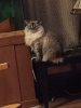 Luna Petunia.jpg