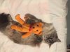 Luna n orange bear.jpg