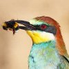 European Bee Eater 1b.jpg