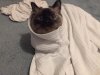 Arya sleeve monster.jpg