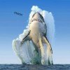 sharko.jpg