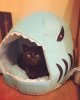 meow-meow-loves-his-shark-bed.jpg