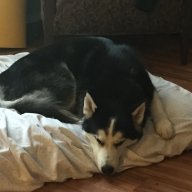 Nakita Akita
