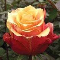 Rhodo