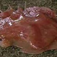 Doctorossi