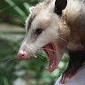 Awesome Possum