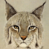 Lynx