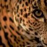 Logical Leopard