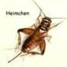 Heimchen
