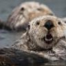 A Little Otter