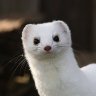 wonderstoat