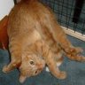 Data's Cat