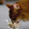 datas_cat_spot