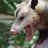 Awesome Possum