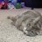Kitty Worrier