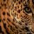 Logical Leopard