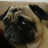 ChickenPug!