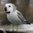 Birdog