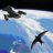 BirdInJetstream