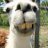 Llama