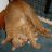 Data's Cat