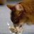 datas_cat_spot