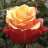 Rhodo